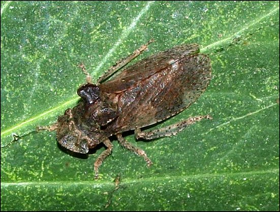 Ledra aurita 6
