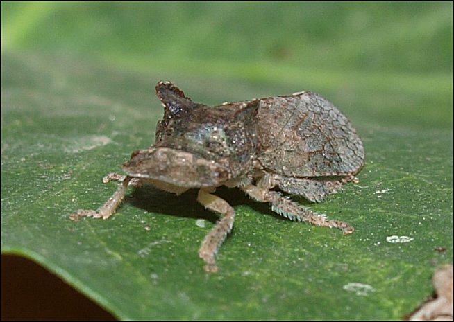 Ledra aurita 7