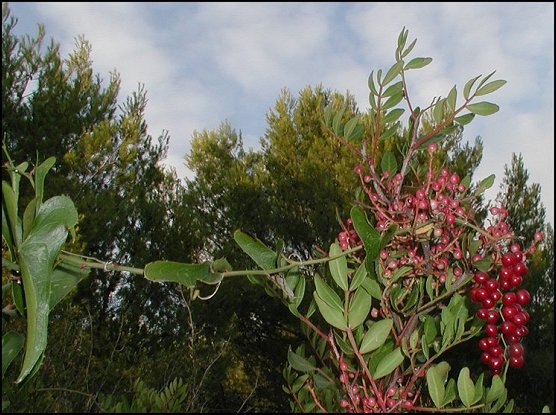 Lentiscus, Smilax 1