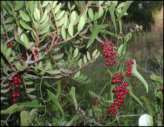 Lentiscus, Smilax 2