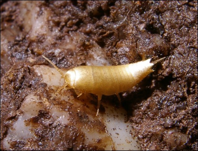 Lepisma 1