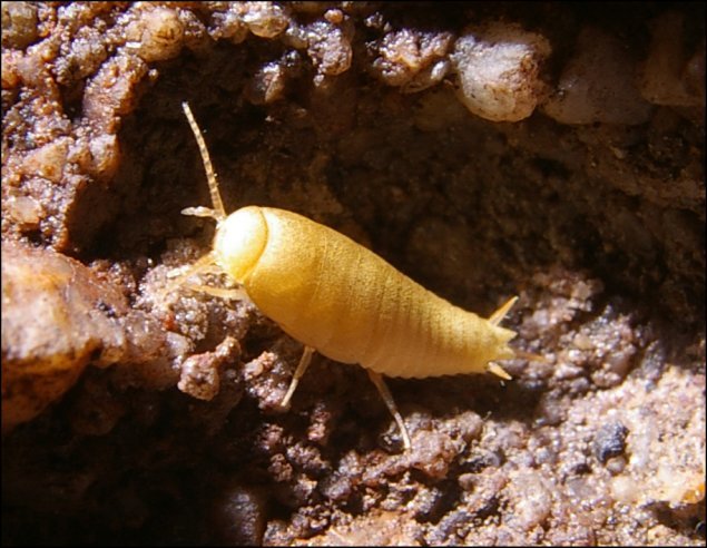 Lepisma 2