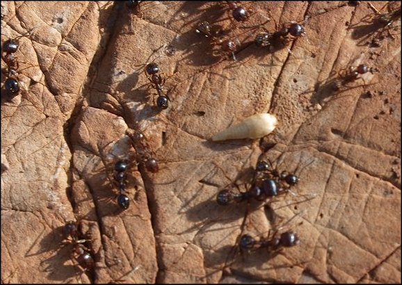 Lpismes,fourmis 1