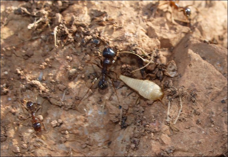 Lpisme, fourmis 2