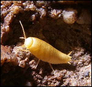 Lpisme