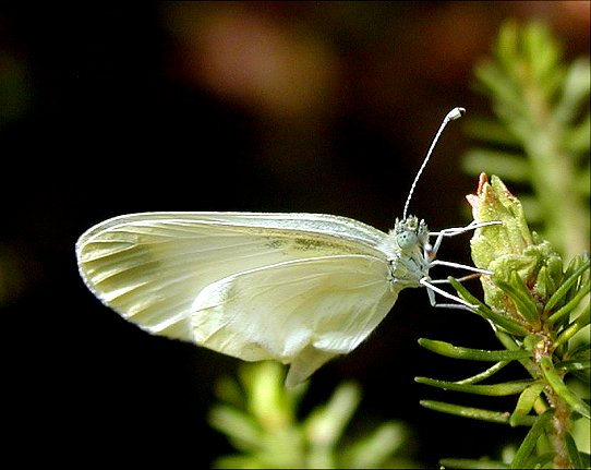 Leptidea sinapis 1