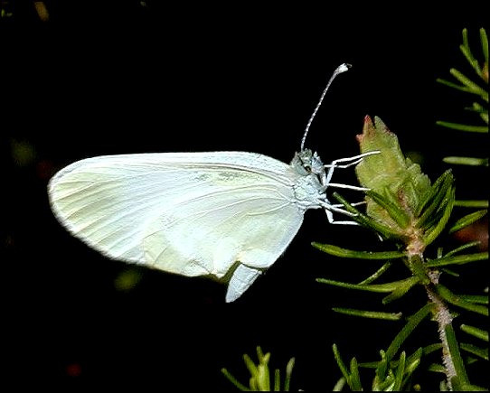 Leptidea sinapis 2