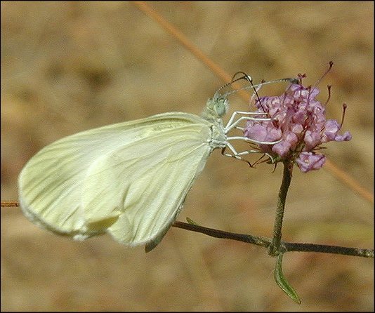 Leptidea sinapis 3