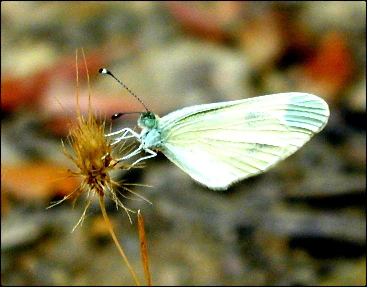 Leptidea sinapis 4