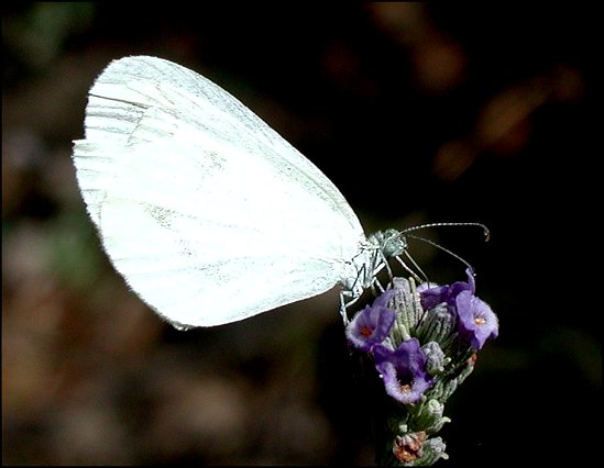 Leptidea sinapis 5