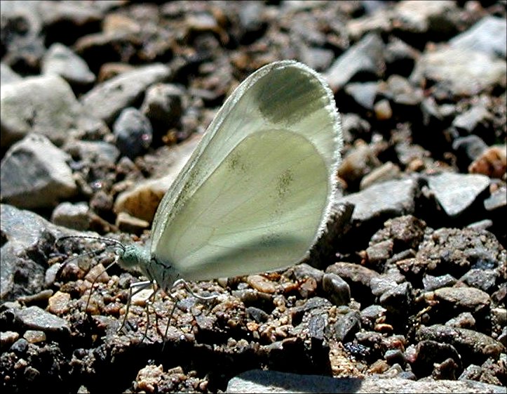 Leptidea sinapis 6