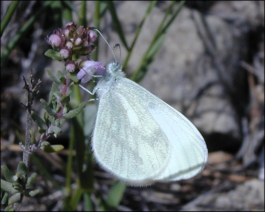 Leptidea sinapis 7