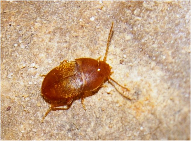 Leptinus testaceus 1