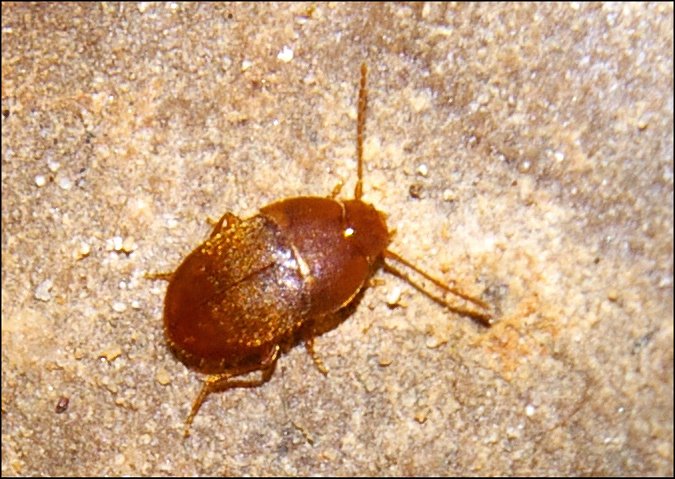 Leptinus testaceus 2