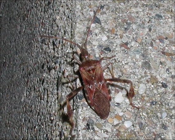 Leptoglossus 1