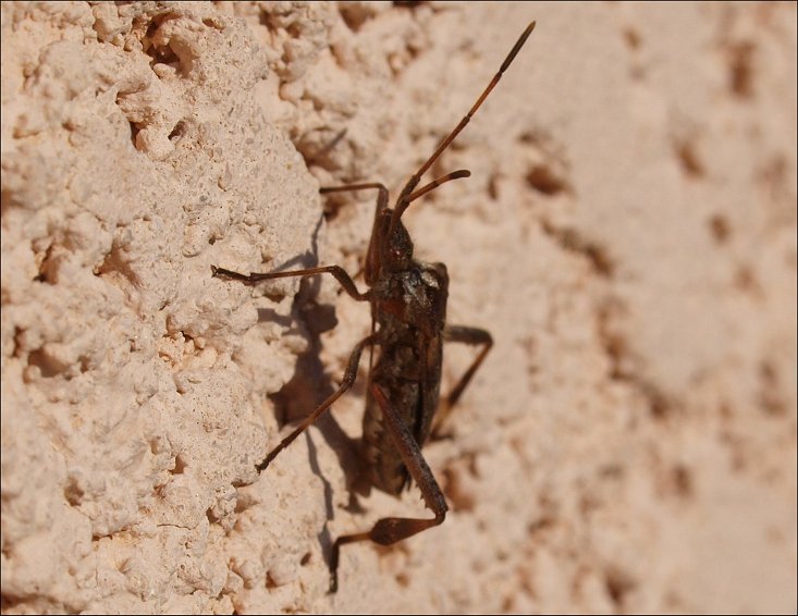 Leptoglossus 10