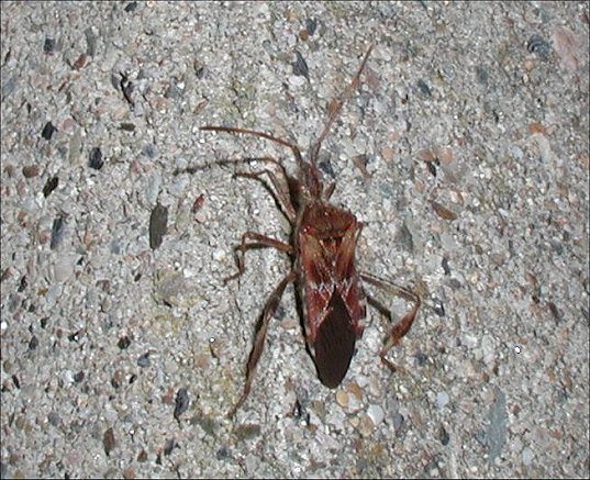 Leptoglossus 2
