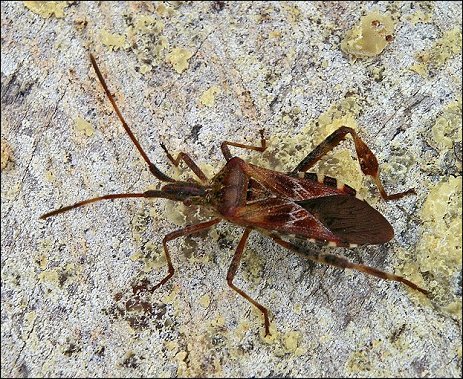 Leptoglossus occidentalis 3