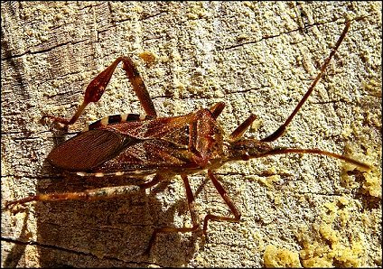Leptoglossus 4