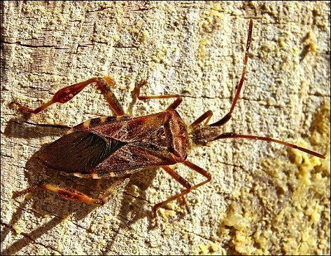 Leptoglossus occidentalis