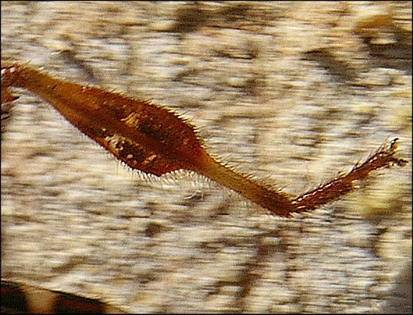 Leptoglossus 6