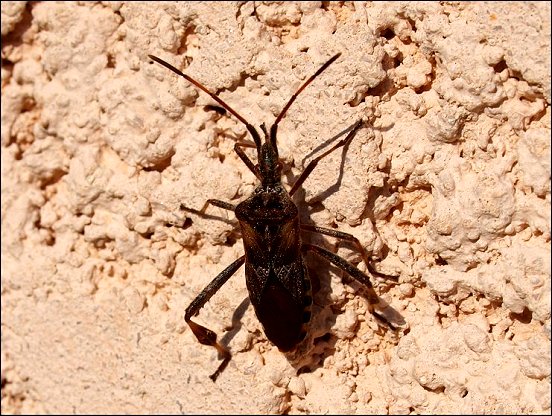 Leptoglossus 7