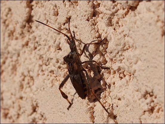 Leptoglossus 8