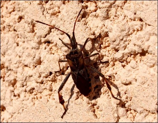 Leptoglossus 9