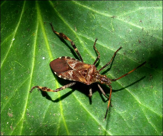 Leptoglossus occidentalis 11