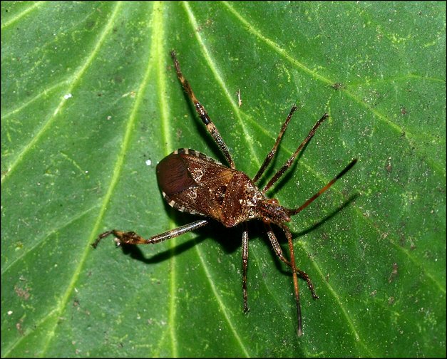 Leptoglossus occidentalis 12