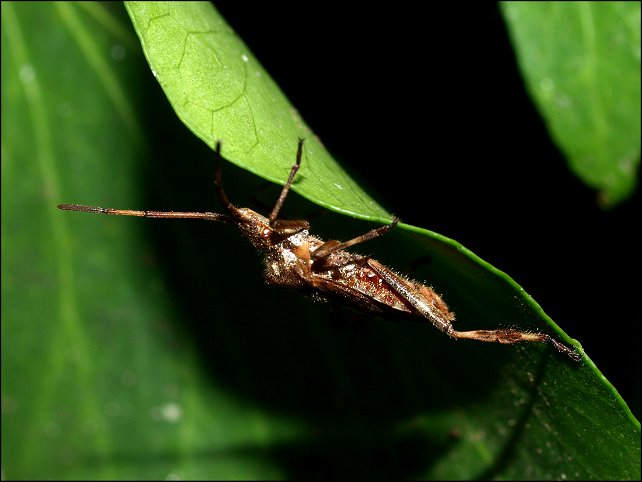 Leptoglossus occidentalis 13