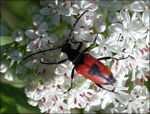 Leptura cordigera 1