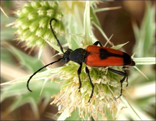 Leptura cordigera 10