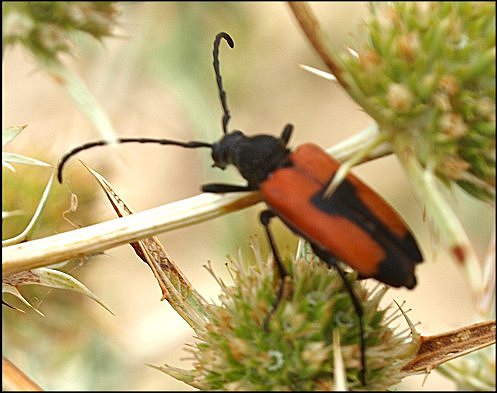 Leptura cordigera 11