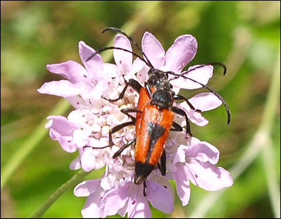 Leptura cordigera 12