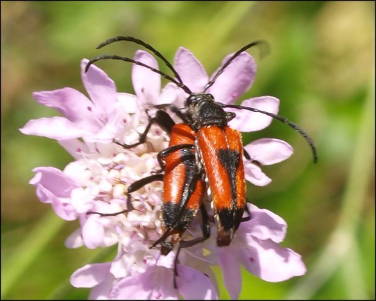 Leptura cordigera 13