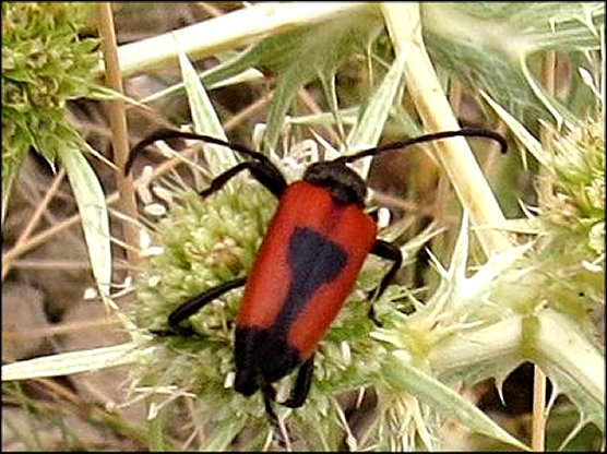 Leptura cordigera 14