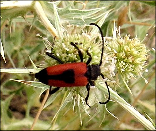 Leptura cordigera  15
