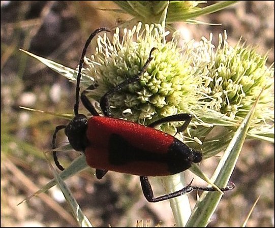 Leptura cordigera 16