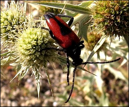 Leptura cordigera 17