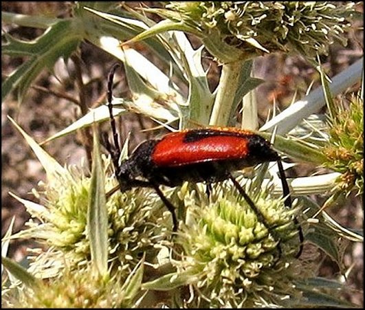 Leptura cordigera 18