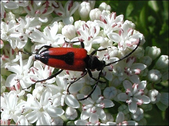 Leptura cordigera 2
