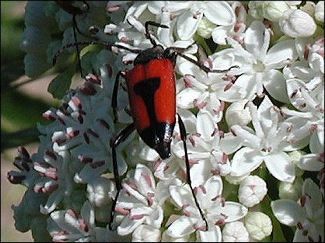 Leptura cordigera 3