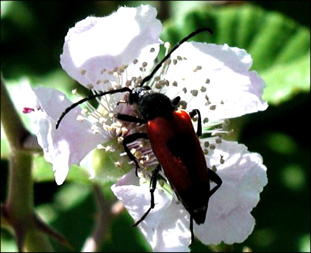 Leptura cordigera 4