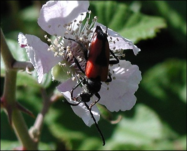 Leptura cordigera 5