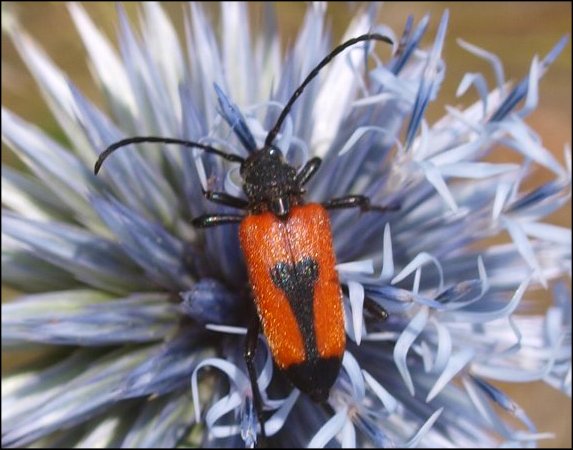 Leptura cordigera 6