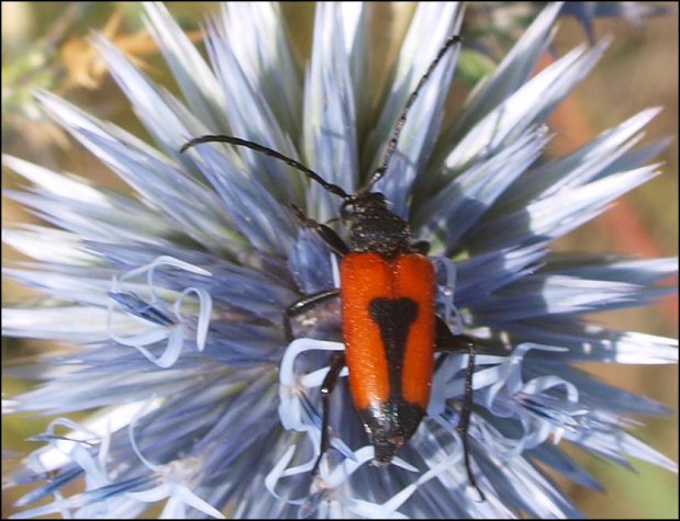 Leptura cordigera 7