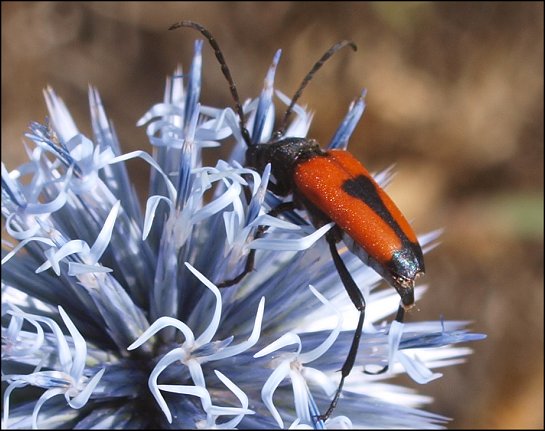 Leptura cordigera 8