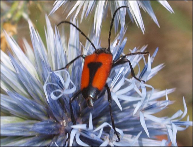 Leptura cordigera 9