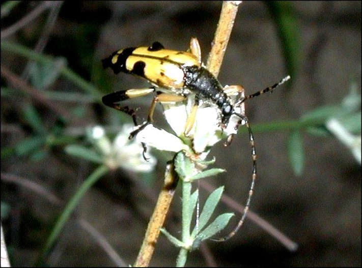 Leptura maculata 1
